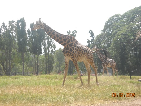 One of the girafees from the Zoological Garden in Mysore India
